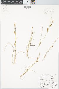 Carex crawei image