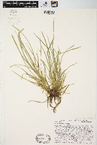 Carex jamesii image