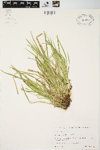 Carex jamesii image