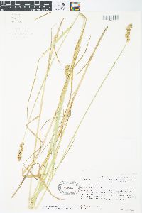 Carex cristatella image