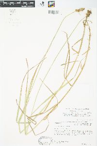 Carex cristatella image