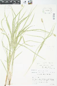 Carex cristatella image