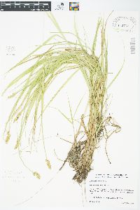 Carex cristatella image