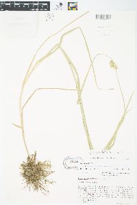 Carex cristatella image