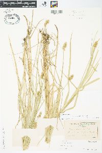 Carex cristatella image