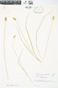 Carex cristatella image