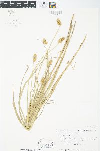 Carex cristatella image