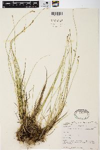 Carex siccata image