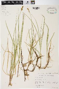 Carex siccata image