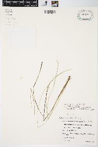 Carex echinata image