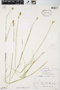 Carex longii image