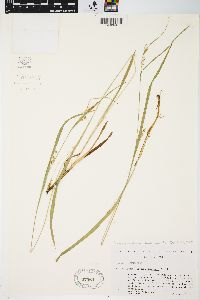 Carex granularis var. haleana image