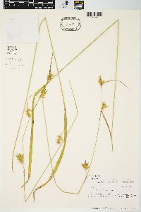 Carex folliculata image