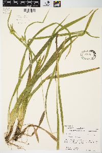 Carex folliculata image