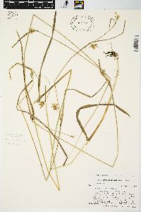 Carex folliculata image