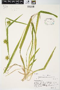 Carex folliculata image