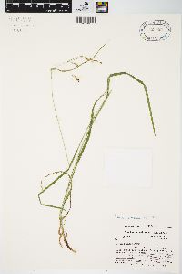 Carex formosa image