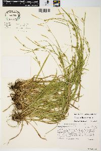 Carex gracilescens image