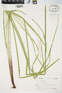 Carex emoryi image