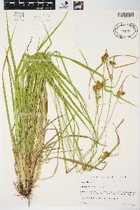 Carex flava image