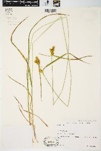 Carex flava image