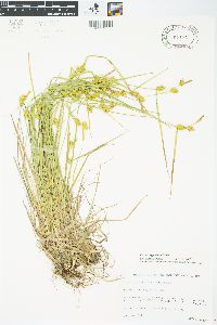 Carex cryptolepis image