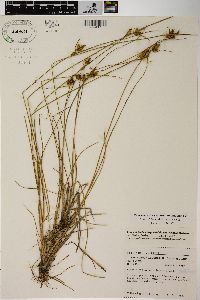 Carex viridula subsp. viridula image