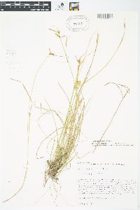 Carex cryptolepis image