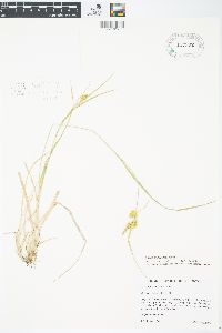 Carex cryptolepis image