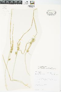 Carex cryptolepis image