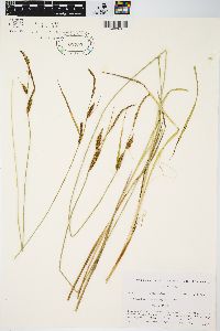 Carex haydenii image