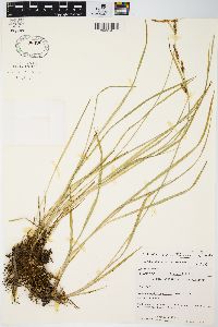 Carex haydenii image