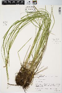 Carex haydenii image