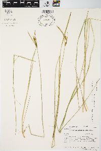 Carex haydenii image