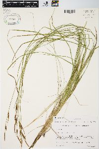 Carex haydenii image