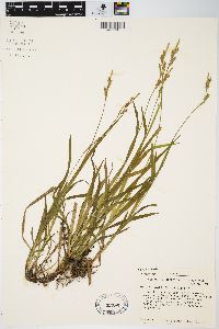 Carex hirtifolia image