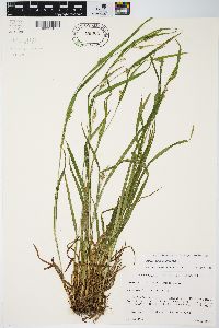 Carex grisea image