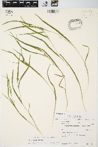 Carex grisea image