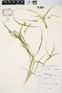 Carex grisea image