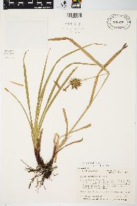 Carex grayi image