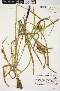 Carex grayi image