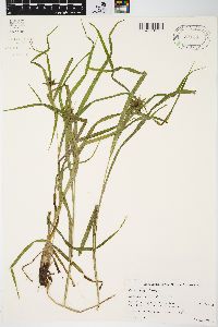 Carex grayi image