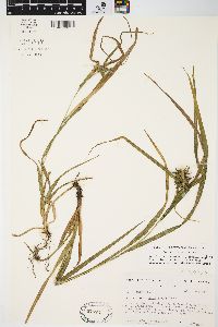 Carex grayi image