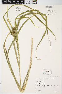 Carex grayi image