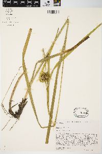 Carex grayi image