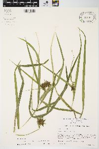 Carex grayi image