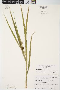 Carex grayi image