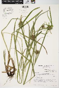 Carex grayi image