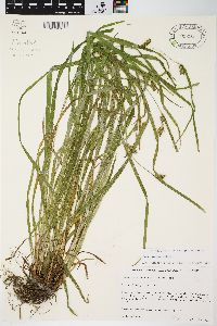 Carex grisea image