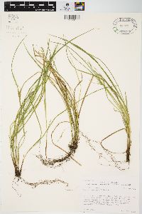 Carex jamesii image